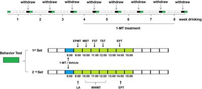 Indoleamine-2,3-Dioxygenase Mediates Emotional Deficits by the Kynurenine/Tryptophan Pathway in the Ethanol Addiction/Withdrawal Mouse Model